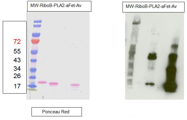 western blot using anti-fucose antibodies